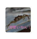 我が家の鳥カニ（個別スタンプ：16）