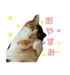 みけねこねこスタンプ（個別スタンプ：2）