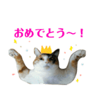 みけねこねこスタンプ（個別スタンプ：3）