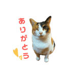 みけねこねこスタンプ（個別スタンプ：4）