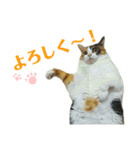 みけねこねこスタンプ（個別スタンプ：5）