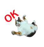 みけねこねこスタンプ（個別スタンプ：6）