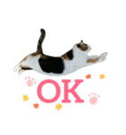 みけねこねこスタンプ（個別スタンプ：7）