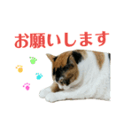 みけねこねこスタンプ（個別スタンプ：8）