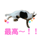 みけねこねこスタンプ（個別スタンプ：9）