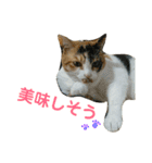 みけねこねこスタンプ（個別スタンプ：10）