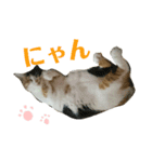 みけねこねこスタンプ（個別スタンプ：11）