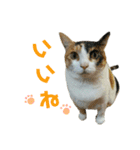 みけねこねこスタンプ（個別スタンプ：12）