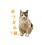 みけねこねこスタンプ（個別スタンプ：13）