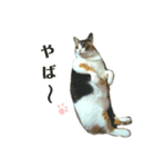 みけねこねこスタンプ（個別スタンプ：14）