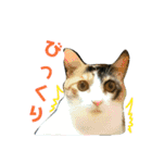 みけねこねこスタンプ（個別スタンプ：15）
