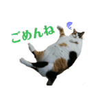 みけねこねこスタンプ（個別スタンプ：17）