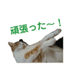 みけねこねこスタンプ（個別スタンプ：19）
