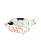 みけねこねこスタンプ（個別スタンプ：21）
