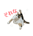 みけねこねこスタンプ（個別スタンプ：22）
