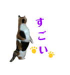 みけねこねこスタンプ（個別スタンプ：23）