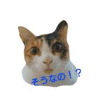 みけねこねこスタンプ（個別スタンプ：24）