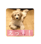 オーストラリアンラブラドゥードゥルのゆう（個別スタンプ：4）