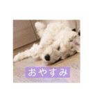 オーストラリアンラブラドゥードゥルのゆう（個別スタンプ：6）