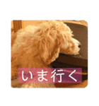 オーストラリアンラブラドゥードゥルのゆう（個別スタンプ：7）