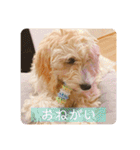 オーストラリアンラブラドゥードゥルのゆう（個別スタンプ：9）