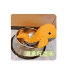 オーストラリアンラブラドゥードゥルのゆう（個別スタンプ：13）