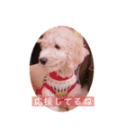 オーストラリアンラブラドゥードゥルのゆう（個別スタンプ：19）