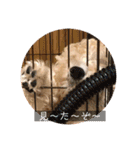 オーストラリアンラブラドゥードゥルのゆう（個別スタンプ：20）