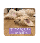 オーストラリアンラブラドゥードゥルのゆう（個別スタンプ：23）