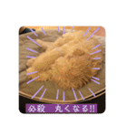 オーストラリアンラブラドゥードゥルのゆう（個別スタンプ：25）