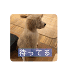 オーストラリアンラブラドゥードゥルのゆう（個別スタンプ：26）