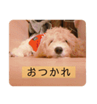 オーストラリアンラブラドゥードゥルのゆう（個別スタンプ：27）