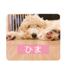 オーストラリアンラブラドゥードゥルのゆう（個別スタンプ：28）