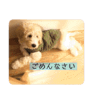 オーストラリアンラブラドゥードゥルのゆう（個別スタンプ：31）
