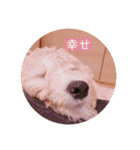 オーストラリアンラブラドゥードゥルのゆう（個別スタンプ：32）