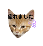 虎次と虎美とみみのスタンプ〜part3（個別スタンプ：6）