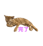 虎次と虎美とみみのスタンプ〜part3（個別スタンプ：17）