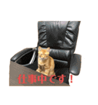 虎次と虎美とみみのスタンプ〜part3（個別スタンプ：32）