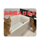 虎次と虎美とみみのスタンプ〜part3（個別スタンプ：36）