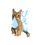 虎次と虎美とみみのスタンプ〜part3（個別スタンプ：37）