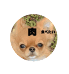 可愛イッヌスタンプ（個別スタンプ：1）