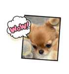 可愛イッヌスタンプ（個別スタンプ：4）