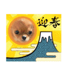 可愛イッヌスタンプ（個別スタンプ：11）