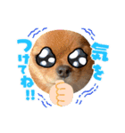 可愛イッヌスタンプ（個別スタンプ：14）