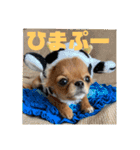 可愛イッヌスタンプ（個別スタンプ：16）