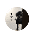 ハリーさんの日常（個別スタンプ：6）