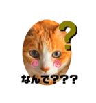 からちょびもーみかん（個別スタンプ：7）