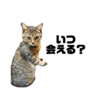 ミニー 猫ちゃんスタンプ（個別スタンプ：1）