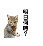 ミニー 猫ちゃんスタンプ（個別スタンプ：3）