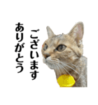 ミニー 猫ちゃんスタンプ（個別スタンプ：13）